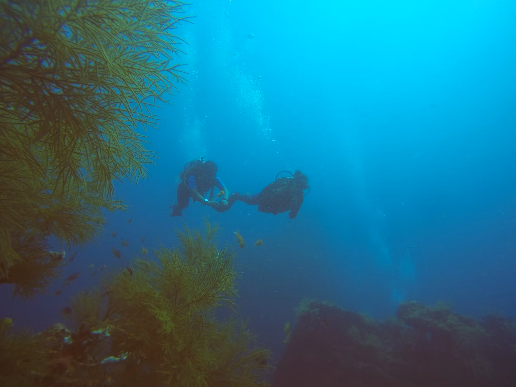 Diving into Adventure: A Guide to the Underwater World